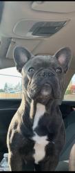Lost Male Dog last seen Near Pérez, Roeben., Visalia, CA 93291