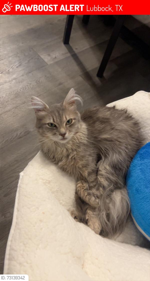 Lost Female Cat last seen walmart, dunkin, Lubbock, TX 79416