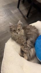 Lost Female Cat last seen walmart, dunkin, Lubbock, TX 79416