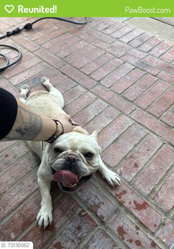 Reunited Female Dog last seen Rippling Fields/Rainbow Glen, Houston, TX 77064