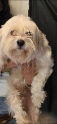 Lost Male Dog last seen Almeda Genoa and 45, Houston, TX 77034