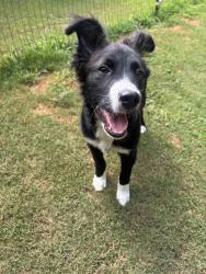 Reunited Male Dog last seen Pritchards Dr, South Carolina 29625, USA, Anderson County, SC 29625