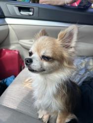 Found/Stray Female Dog last seen Double bridge road, Boiling Springs, SC 29316