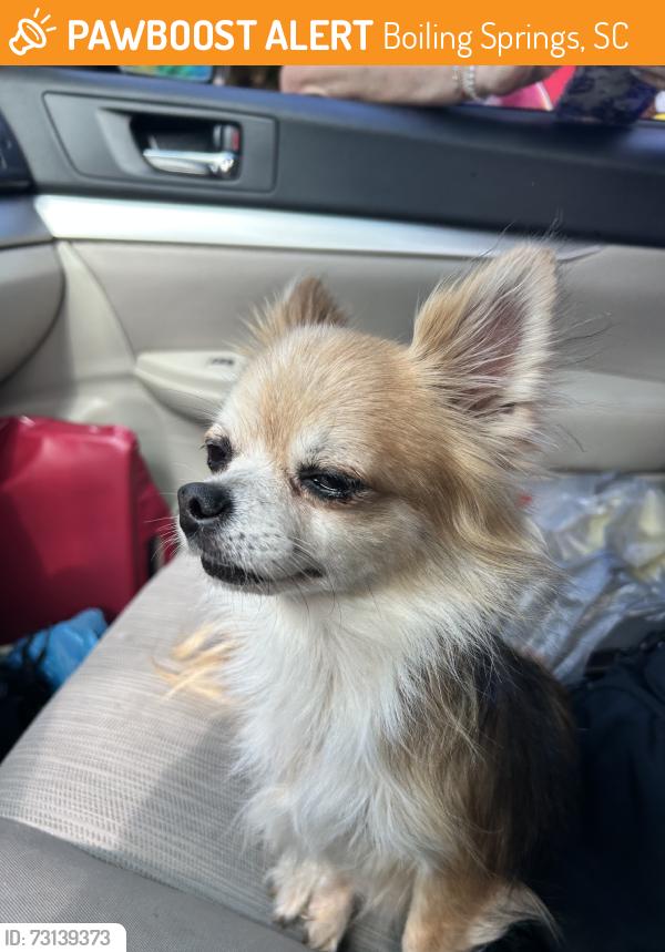 Found/Stray Female Dog last seen Double bridge road, Boiling Springs, SC 29316