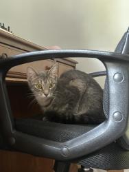 Found/Stray Female Cat last seen Eastgate park, Roanoke, VA 24012