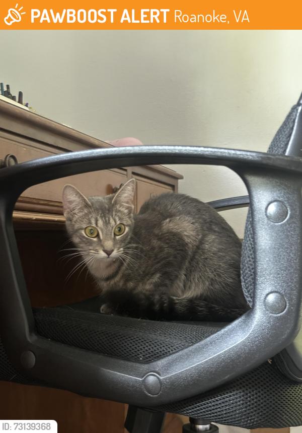 Found/Stray Female Cat last seen Eastgate park, Roanoke, VA 24012
