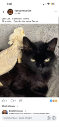 Lost Female Cat last seen Collin’s Drive, Orillia, ON 