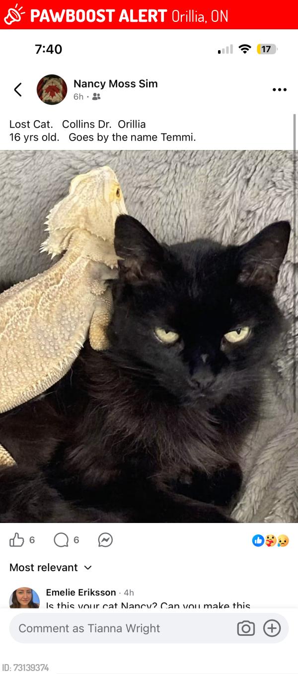 Lost Female Cat last seen Collin’s Drive, Orillia, ON 