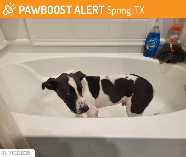 Found/Stray Male Dog last seen Near Greens Rd, Houston, TX 77032, Spring, TX 77373