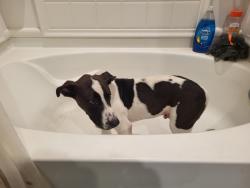 Found/Stray Male Dog last seen Near Greens Rd, Houston, TX 77032, Spring, TX 77373
