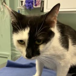 Found/Stray Female Cat last seen Randi Lane and Indiana Ave, Hayesville, OR 97305