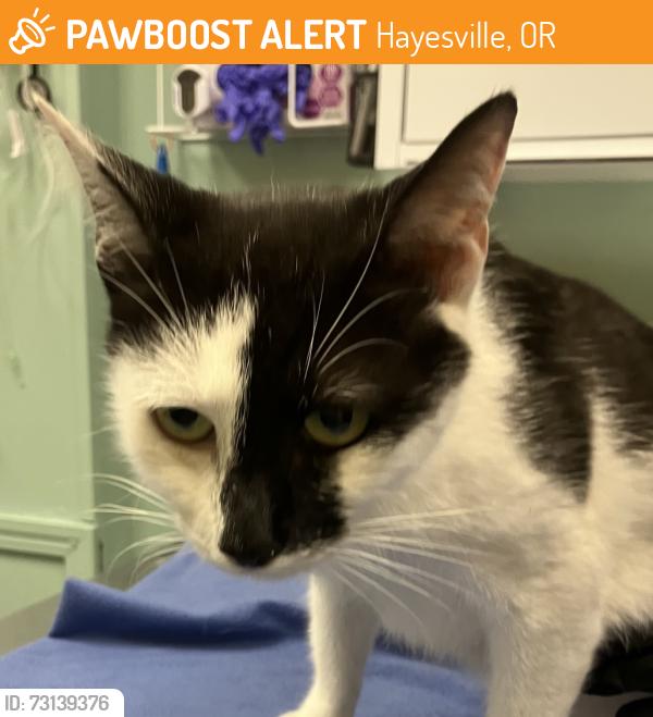 Found/Stray Female Cat last seen Randi Lane and Indiana Ave, Hayesville, OR 97305
