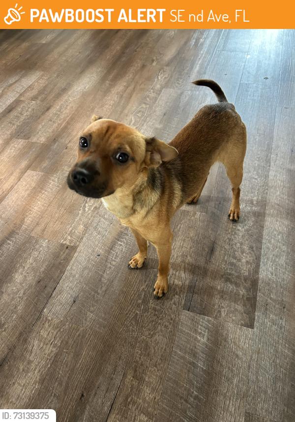 Found/Stray Male Dog last seen SE 162nd Ave and HWY 301, SE 162nd Ave, FL 32640