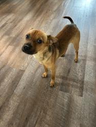 Found/Stray Male Dog last seen SE 162nd Ave and HWY 301, SE 162nd Ave, FL 32640