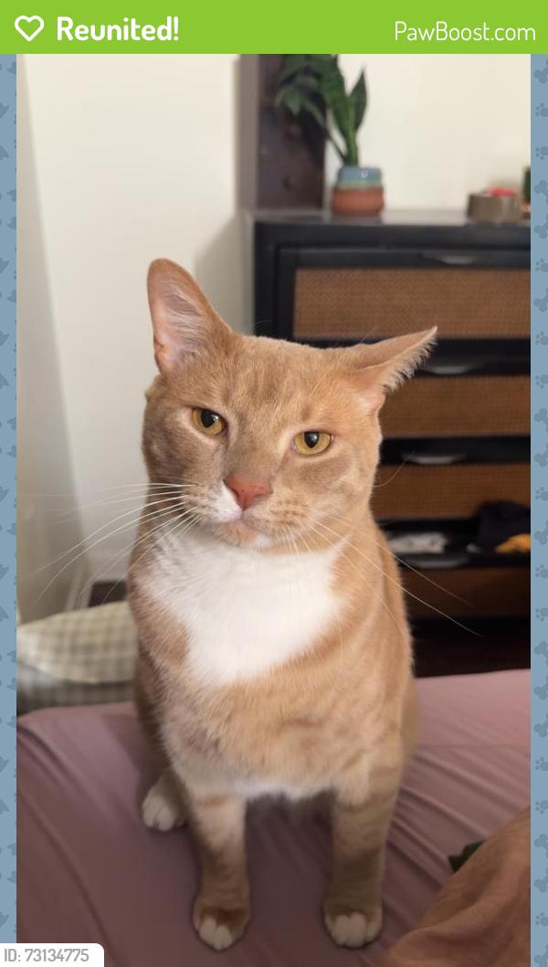 Reunited Male Cat last seen Kestrel Dr, Black Eagle Dr, Groveland, FL 34736