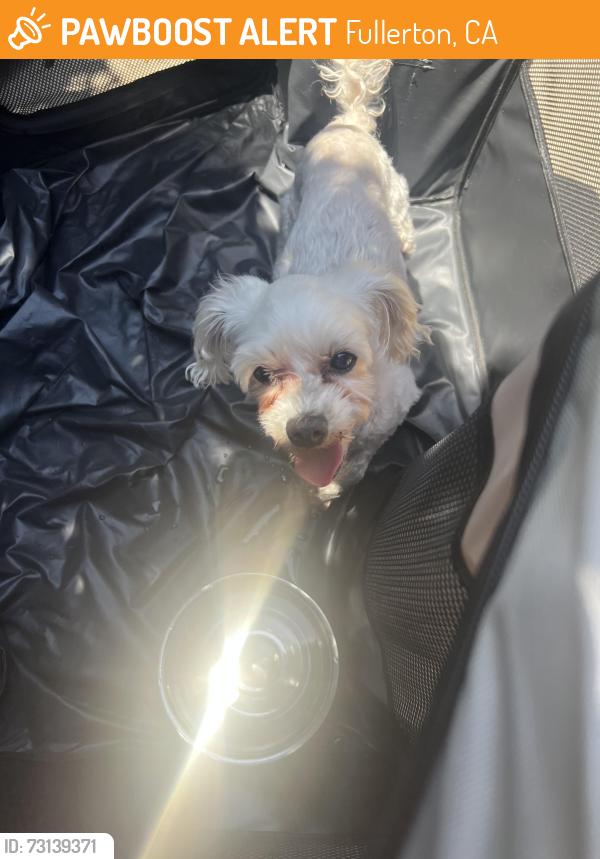 Found/Stray Female Dog last seen Harbor/Brookdale Place, Fullerton, CA 92832