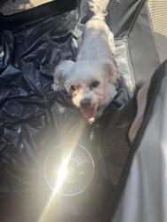 Found/Stray Female Dog last seen Harbor/Brookdale Place, Fullerton, CA 92832