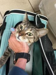 Shelter Stray Female Cat last seen Woodburne rd, VIRGINIA BEACH, VA, 23452, 341 S Birdneck Rd, Virginia Beach, VA 23451, USA