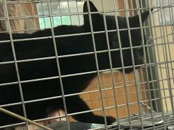 Shelter Stray Unknown Cat last seen Near Foxwood Drive, VIRGINIA BEACH, VA, 341 S Birdneck Rd, Virginia Beach, VA 23451, USA