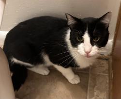 Shelter Stray Male Cat last seen Coral Gables Court, VIRGINIA BEACH, VA, 23452, 341 S Birdneck Rd, Virginia Beach, VA 23451, USA
