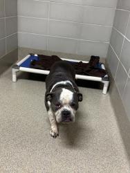 Shelter Stray Female Dog last seen Near Lochness Court, VIRGINIA BEACH, VA, 23452, 341 S Birdneck Rd, Virginia Beach, VA 23451, USA