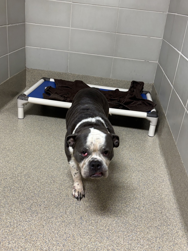 Shelter Stray Female Dog last seen Near Lochness Court, VIRGINIA BEACH, VA, 23452, 341 S Birdneck Rd, Virginia Beach, VA 23451, USA