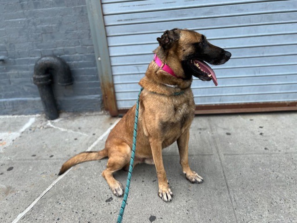 Shelter Stray Male Dog last seen Near 27 Avenue, BROOKLYN, NY, 11214, 326 E 110th St, New York, NY 10029, USA