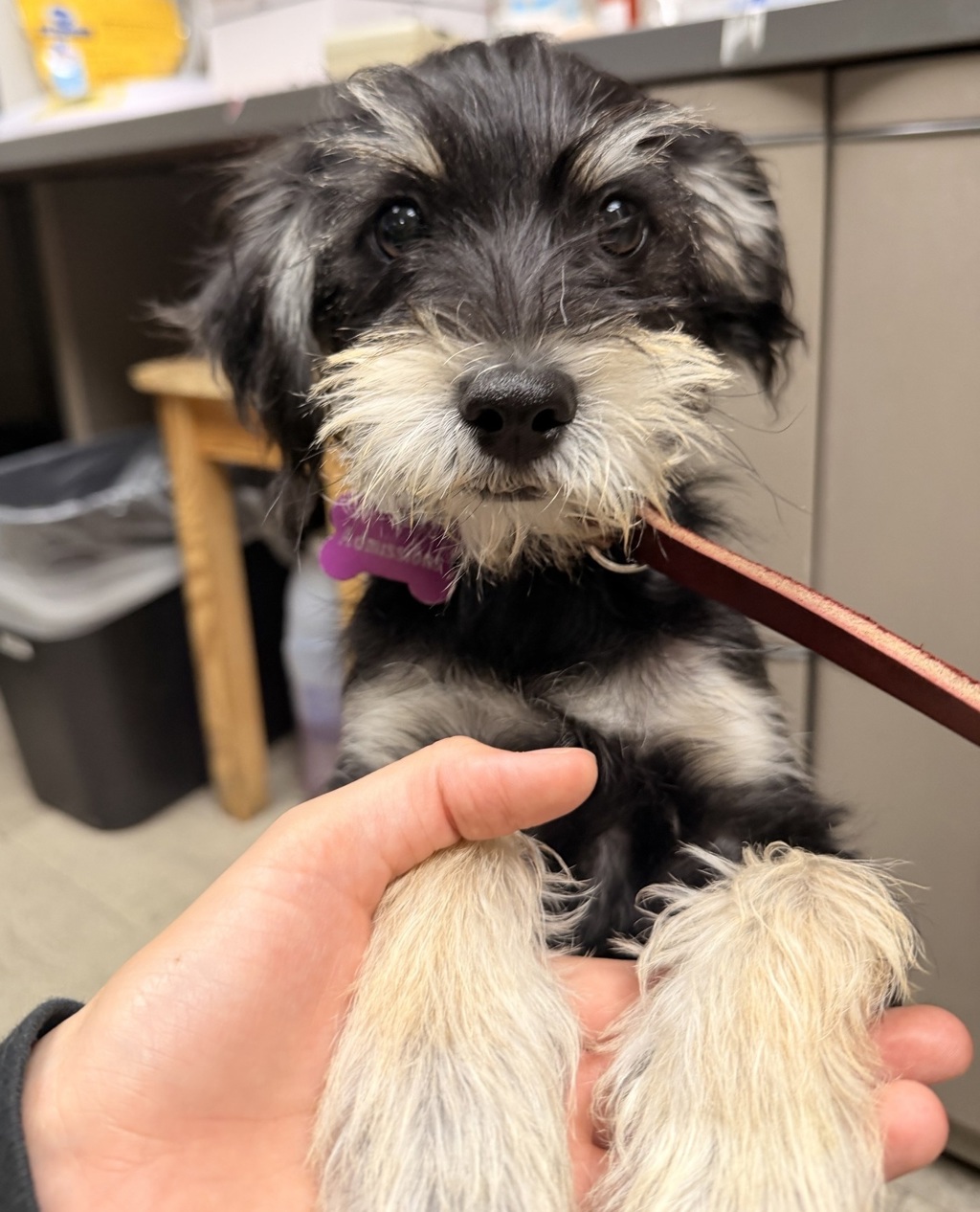 Shelter Stray Male Dog last seen Near Via La Jolla Drive, San Diego, CA, 92037, 5500 Gaines St, San Diego, CA 92110, USA