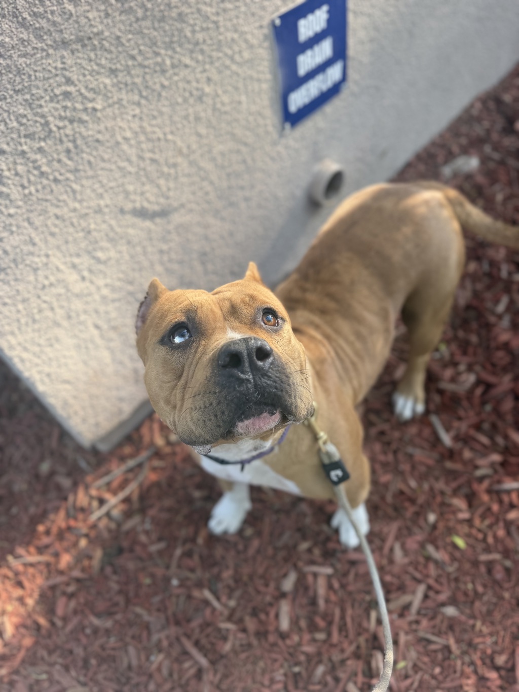 Shelter Stray Female Dog last seen Near Mira Mesa Boulevard, San Diego, CA, 92126, 5500 Gaines St, San Diego, CA 92110, USA