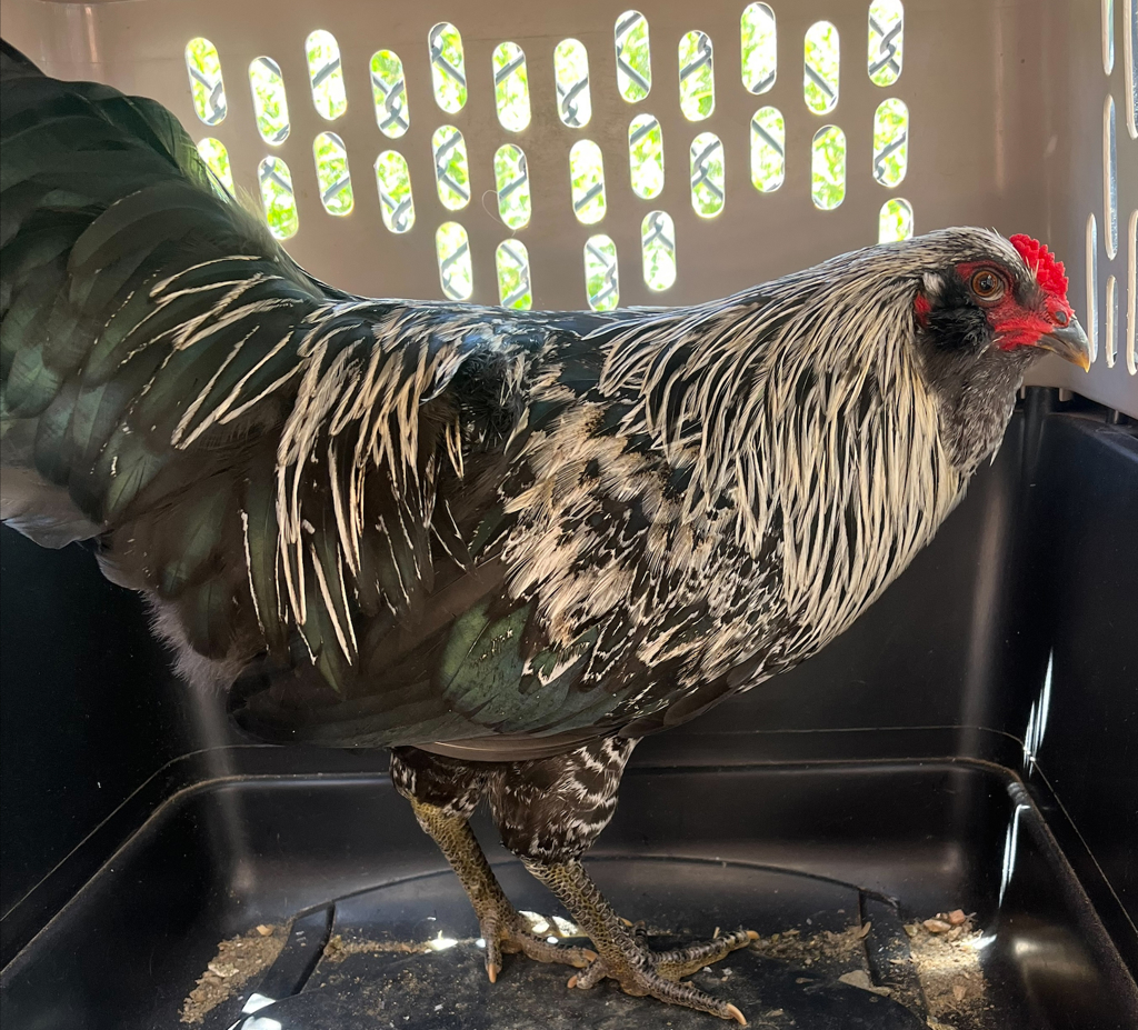Shelter Stray Male Bird last seen Cole Way, Morrison, CO, 80465, 580 McIntyre St, Golden, CO 80401, USA