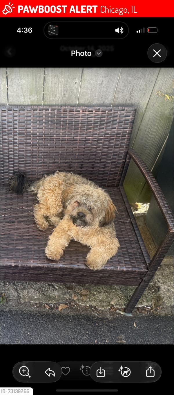 Lost Male Dog last seen Roosevelt and Racine, Chicago, IL 60608