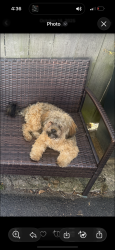 Lost Male Dog last seen Roosevelt and Racine, Chicago, IL 60608