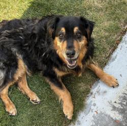 Shelter Stray Female Dog last seen Near E Murray Holladay Road, Holladay, UT, 84117, 511 W 3900 S, Salt Lake City, UT 84123, USA
