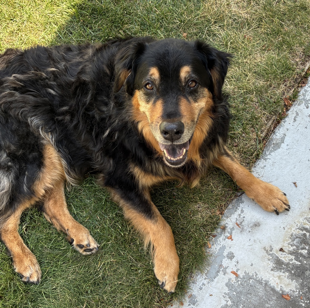 Shelter Stray Female Dog last seen Near E Murray Holladay Road, Holladay, UT, 84117, 511 W 3900 S, Salt Lake City, UT 84123, USA