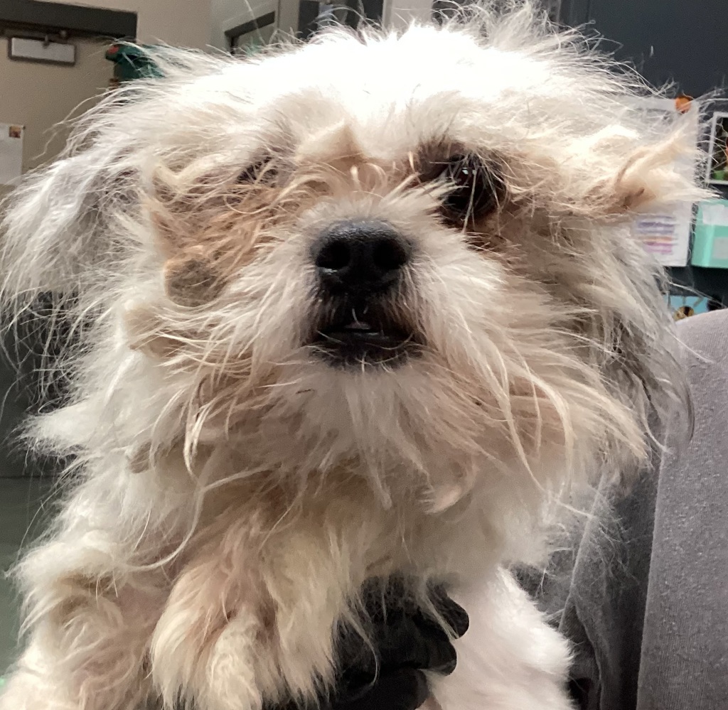 Shelter Stray Male Dog last seen Quarry Rock Road, RALEIGH, NC, 27610, 820 Beacon Lake Dr, Raleigh, NC 27610, USA