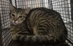 Shelter Stray Female Cat last seen Near Peach Creek Court, RALEIGH, NC, 27603, 820 Beacon Lake Dr, Raleigh, NC 27610, USA