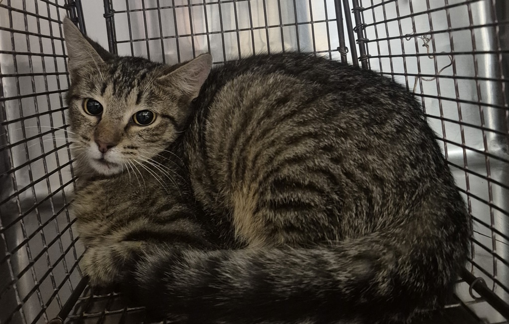 Shelter Stray Female Cat last seen Near Peach Creek Court, RALEIGH, NC, 27603, 820 Beacon Lake Dr, Raleigh, NC 27610, USA