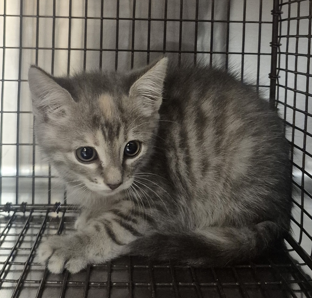 Shelter Stray Female Cat last seen Near Panther Hill Lane, RALEIGH, NC, 27603, 820 Beacon Lake Dr, Raleigh, NC 27610, USA
