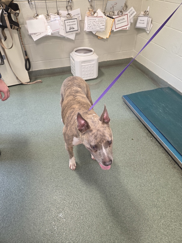 Shelter Stray Female Dog last seen Buford Road and North Pinetta Road, North Chesterfield, VA, 23235, 9300 Public Works Rd, Chesterfield, VA 23832, USA