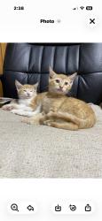 Found/Stray Male Cat last seen Inman & Whitman, Ringgold, GA 30736