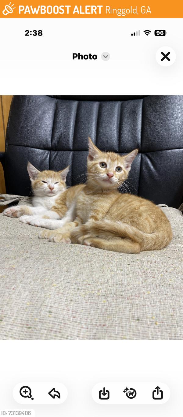 Found/Stray Male Cat last seen Inman & Whitman, Ringgold, GA 30736