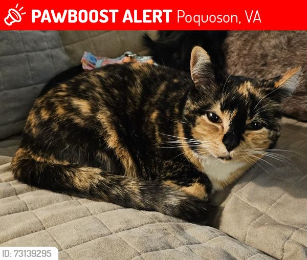 Lost Female Cat last seen Whitehouse Circle, Poquoson, VA 23662