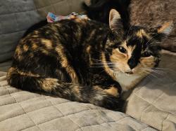 Lost Female Cat last seen Whitehouse Circle, Poquoson, VA 23662