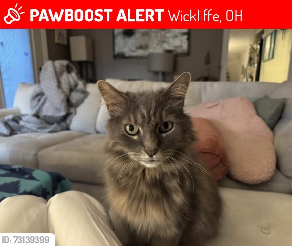 Lost Male Cat last seen Sunset Drive & Ashwood Drive, Wickliffe, OH 44092