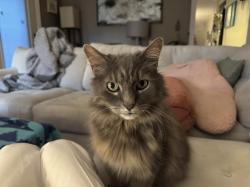 Lost Male Cat last seen Sunset Drive & Ashwood Drive, Wickliffe, OH 44092