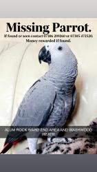 Lost Female Bird last seen Ward end park road, West Midlands, England 