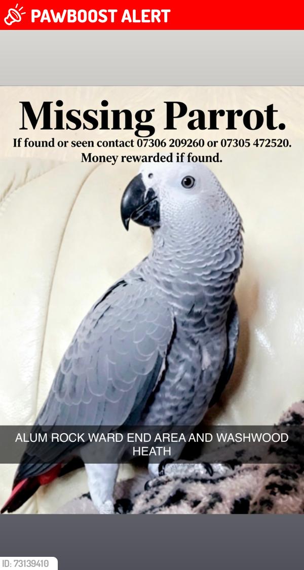 Lost Female Bird last seen Ward end park road, West Midlands, England 