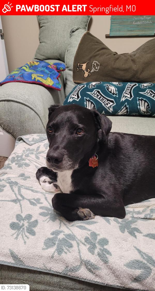 Lost Male Dog last seen Chestnut Expressway and West Bypass, Springfield, MO 65806