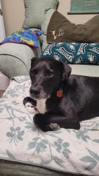 Lost Male Dog last seen Chestnut Expressway and West Bypass, Springfield, MO 65806