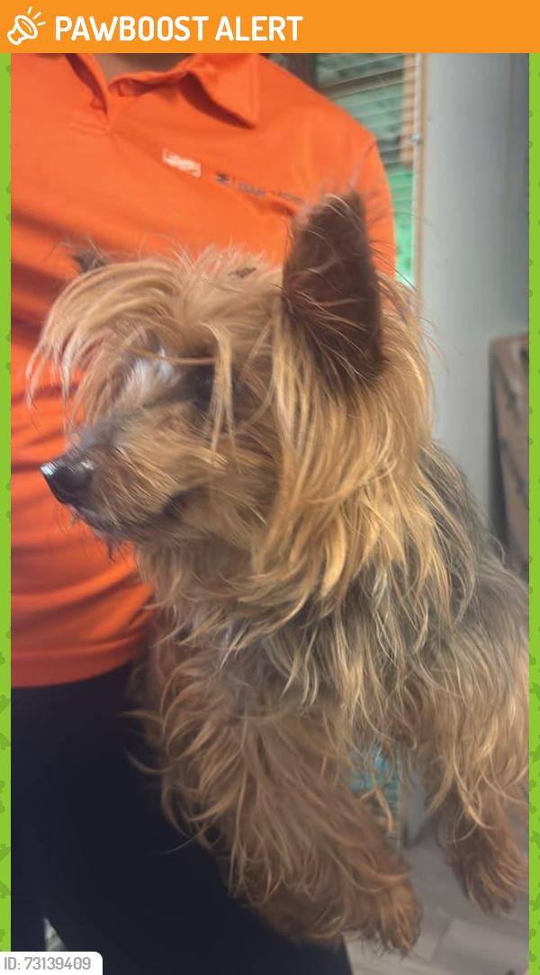Found/Stray Male Dog last seen Near N State Road 7 Ste 198Lauderdale Lake Fl 33319-5602, Lauderdale Lakes, FL 33309